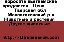 поросята вьетнамские продаются › Цена ­ 2 500 - Тверская обл., Максатихинский р-н Животные и растения » Другие животные   
